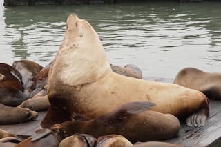 Chonkers, el enorme león marino, atrae a multitudes al muelle 39 de San Francisco