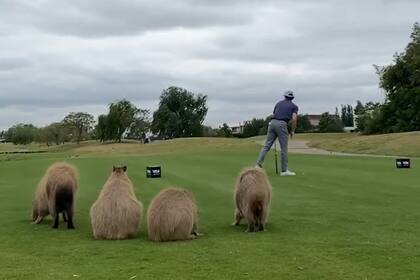 Chris Crawford va a pegar en un tee, detrás tiene a los carpinchos de Nordelta