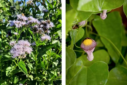 Chromolaena laevigata o Mariposera morada grande es un arbusto con flores muy vistosas de color violeta o lila. Aristolochia triangularis es una trepadora que florece en primavera y verano con atractivas flores de color bordó