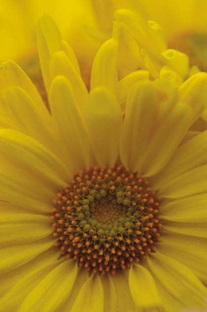 Chrysanthemum morifolium.