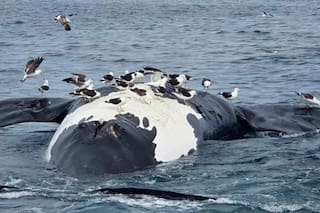 Aparecieron seis ballenas muertas en las costas de Puerto Pirámides
