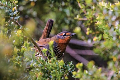 Chucao (Scelorchilus rubecula). Es considerado un símbolo de la Patagonia. Vive en el sotobosque y se desplaza dando saltos con su larga cola levantada o mediante vuelos muy cortos.