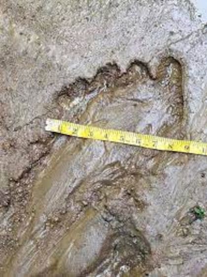 Chuck Headley compartió las imágenes en el grupo de Facebook Bigfoot Believers y colocó una cinta métrica sobre la huella para demostrar su tamaño