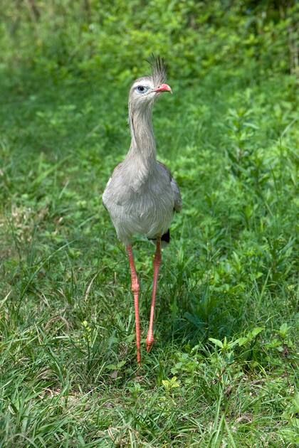 Chuña patas rojas, ejemplar del PN El Rey. Salta.