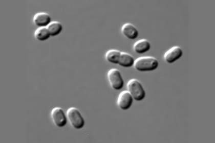 Cianobacteria Synechococcus