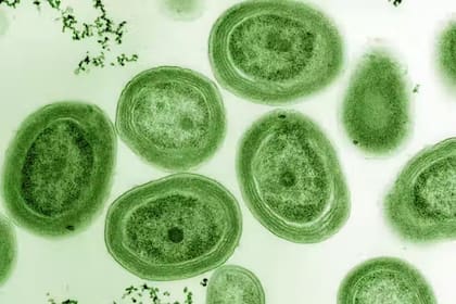 Cianobacteria Prochlorococcus marinus