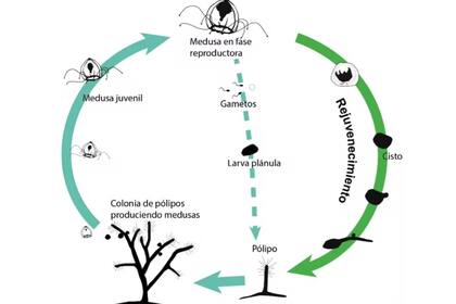 Ciclo de vida de Turritopsis dohrnii con la vía alternativa de rejuvenecimiento