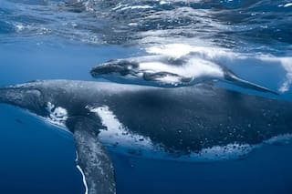 Ciencia: en las profundidades del Pacífico, 24 especies nunca vistas