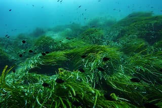 Ciencia. Las aguas frías no emergen en el Golfo de Panamá por primera vez en 40 años
