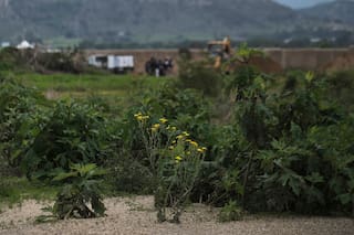 Ciencia, tecnología y cerdos: México experimenta nuevas formas de buscar a los desaparecidos