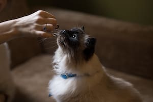 Los alimentos de consumo humano que pueden poner en riesgo la salud de tu gato