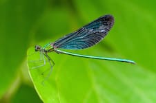 Un verano de libélulas: más allá de su fascinante anatomía, ¿pueden presagiar la llegada de una tormenta?