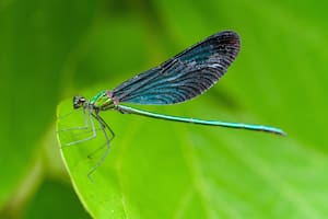 ¿Las libélulas pueden presagiar la llegada de una tormenta?