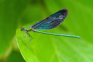 ¿Las libélulas pueden presagiar la llegada de una tormenta?