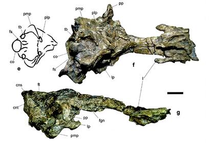 Científicos argentinos hallan en Antártida fósiles de un pingüino gigante