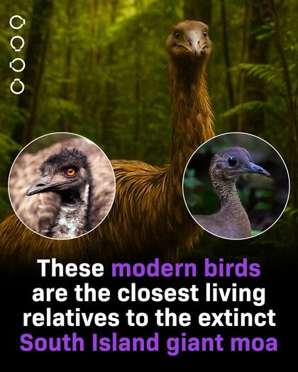 Científicos aseguran que el Emmu es el ave existente más cercana a la extinta moa (Facebook/@ColossalBiosciences)
