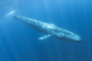 Con detectores de bombas nucleares descubrieron una población oculta de ballenas azules