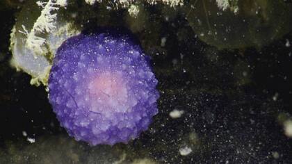 Científicos californianos encontraron una extraña y hermosa bola púrpura abajo del mar