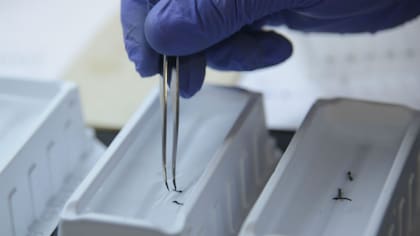 Muestra de zika en mosquitos muertos