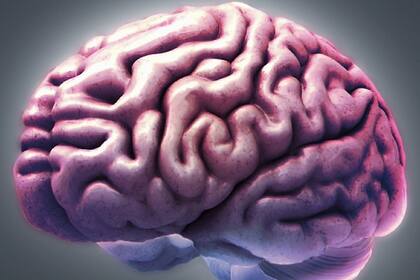 Científicos de la Universidad de Oxford localizaron el área del cerebro que nos hace humanos