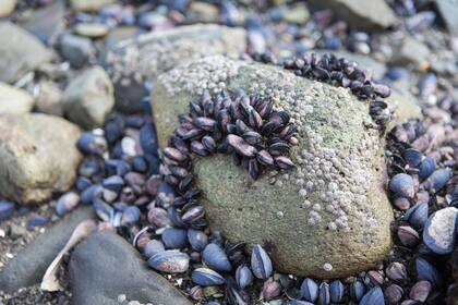 Cientificos de Pensilvania alertan por la presencia de radiactividad en las almejas de la zona