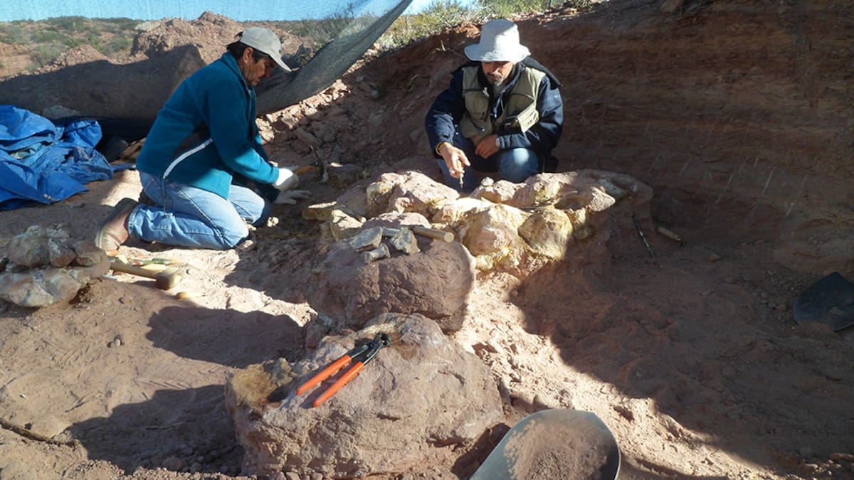 Científicos del Conicet encontraron una nueva especie de dinosaurio que vivió hace 83 millones de años