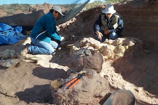 Científicos del Conicet encontraron una nueva especie de dinosaurio que vivió hace 83 millones de años