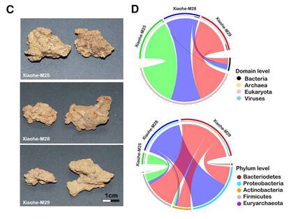 Científicos descubren el queso más antiguo del mundo en una momia