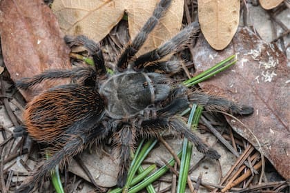 Científicos descubren una nueva especie de tarántula en Arizona