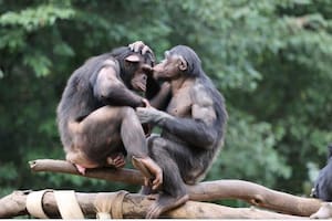 Científicos documentaron cómo son las bromas entre grandes simios: burlas, sorpresa y juego