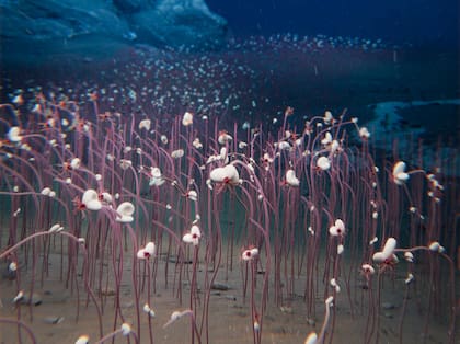 Científicos descubrieron las comunidades quimiosintéticas más profundas y grandes que se conocen en el planeta