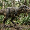 La ciencia descubrió el origen de los “bracitos” del dinosaurio Tiranosaurio Rex