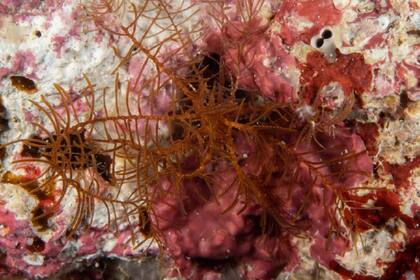 Científicos descubrieron una nueva especie marina