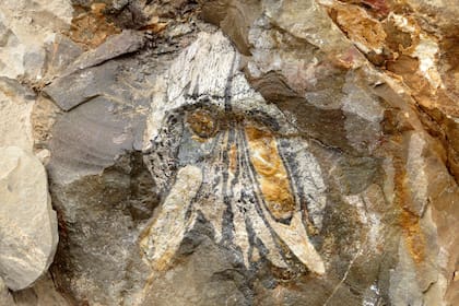 Los fósiles son de dos ejemplares de pliosaurios, un reptil oceánico con una mordida más poderosa que la del Tyrannosaurus rex