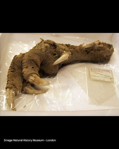 Científicos encuentran extremidad de moa, ave extinta hace cientos de años, con tejidos blandos intactos (Facebook/@ColossalBiosciences)