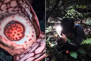 Buscó una flor extremadamente rara por más de 10 años y lloró al encontrarla en Indonesia