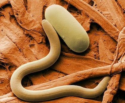 Científicos hallaron en el desierto de Atacama la existencia de diferentes especies de nematodos