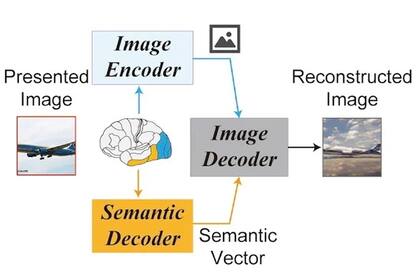 Científicos japoneses entrenaron una inteligencia artificial para que reconozca los patrones cerebrales que genera una persona al mirar y pensar en una imagen específica, y reproduzca una imagen aproximada