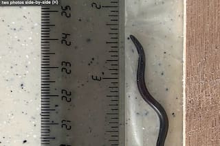 Científicos redescubren la serpiente más pequeña del mundo en Barbados