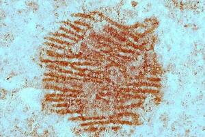 Científicos resuelven el misterio de la huella dactilar más antigua del mundo