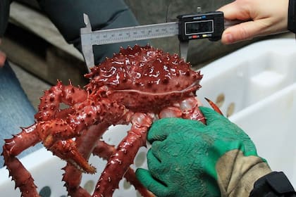 Centolla adulta (macho), a la que se registra su tama?o como largo de caparazón (aproximadamente 11 cm)