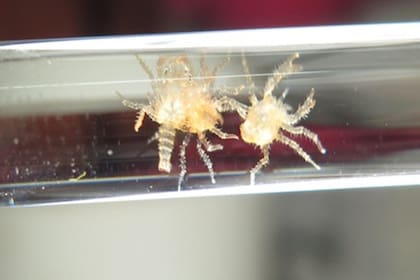 Larvas megalopas, de 30 dias de edad, dentro de una pipeta en el acuario del CADIC