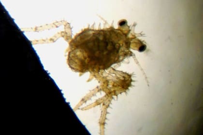 ?ltimo estadio larval (Megalopa) de centolla de 45 días de edad (3 mm de tama?o)