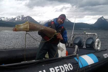 Federico Tapella, director técnico del proyecto preparando la transferencia de larvas a las bolsas de cria en el Canal Beagle