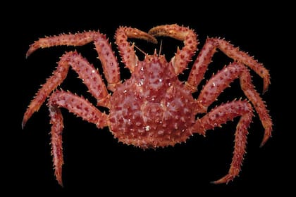 Centolla adulta (macho) de 12 cm de largo de caparazón, 1,3 kg de peso y unos 9 a?os de edad