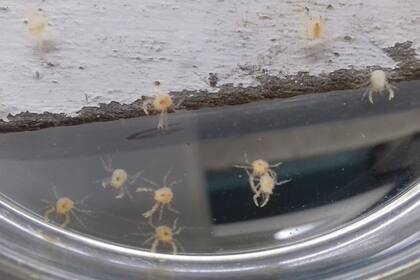 Juveniles de centolla, de 60 días de edad, en el laboratorio, y que fueron transportados a las bolsas del canal