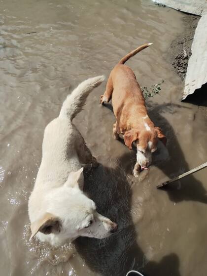 Cientos de animales están perdidos tras el temporal en Bahía Blanca; algunos han sido rescatados, pero todavía no se reencontraron con sus familias