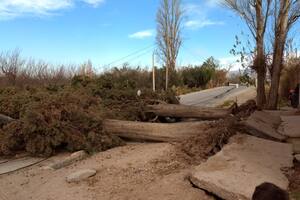 Cientos de árboles se desplomaron sobre la vía pública, lo que representó un gran riesgo para la población. De a poco, comienzan a ser retirados.