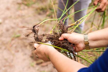 Cientos de comunidades viven de la agroindustria