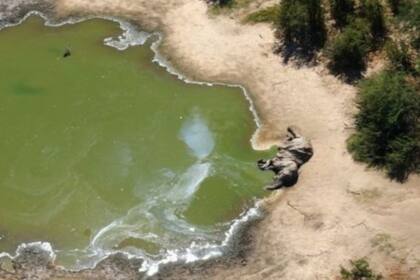 Cientos de elefantes aparecieron sin vida entre mayo y la actualidad en Botswana